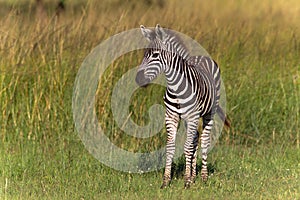 Zebra Calf Colt
