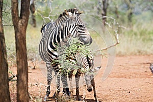 Zebra calf (Equus burchellii)