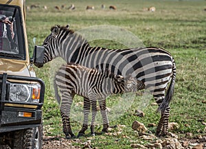 A zebra calf nursing next to a safari jeep in Africa.