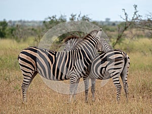 Zebra and calf photographed in the bush at Kruger National Park, South Africa