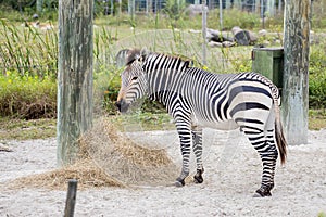 Zebra in Captivity photo