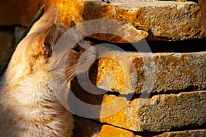 Zebra cat of a very light brown color hunting on piles of building bricks