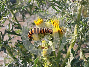 Zebra Caterpillar on Ragwort