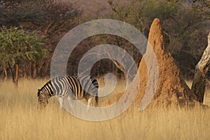 Zebra in central Namibia