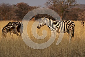 Zebra in central Namibia