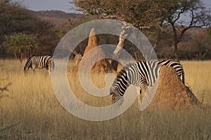 Zebra in central Namibia