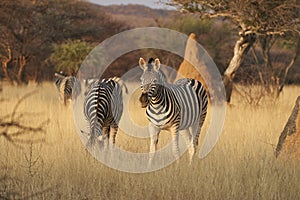 Zebra in central Namibia