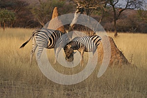 Zebra in central Namibia