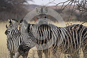 Zebra in central Namibia