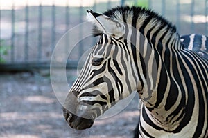 Zebra Chapman, Equus Burchelli Chapmani