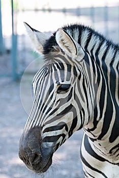 Zebra Chapman, Equus Burchelli Chapmani