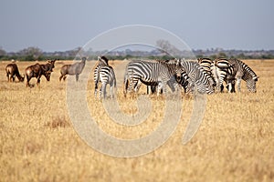 Zebra - Chobe N.P. Botswana, Africa