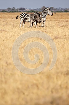 Zebra - Chobe N.P. Botswana, Africa