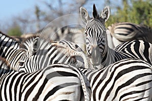 Zebra photo