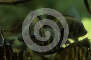 Zebra Cichlid , Zebra tilapia, isolated on black background