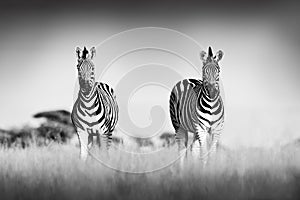 Zebra with clear sky. Black and white art photo. Burchell`s zebra, Equus quagga burchellii, Nxai Pan National Park, Botswana,