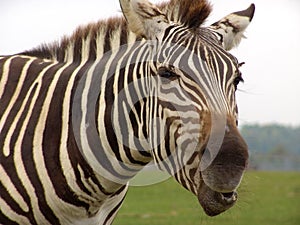 Zebra: close-up