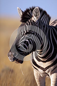 Zebra close-up, Etosha NP, Namibia