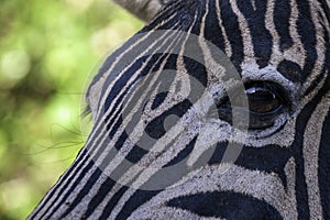 Zebra close up eye and face only