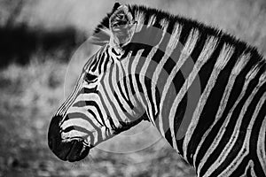 Zebra close up portrait in black and white