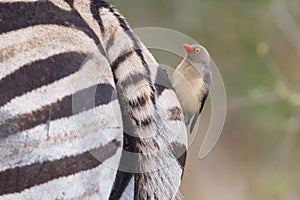 Zebra close-up with red billed ox-pecker on rear photo