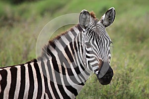 Zebra close up Serengeti Tanzania