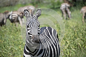 Zebra closeup portrait African wildlife in Serengeti grasslands in great migration Tanzania, Africa