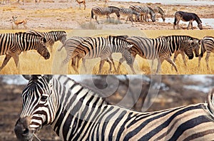 Zebra collage