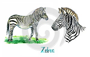 Zebra collection, face and standing on meadow side view, handpainted watercolor illustration