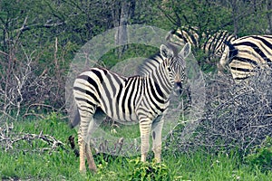 Zebra Colt