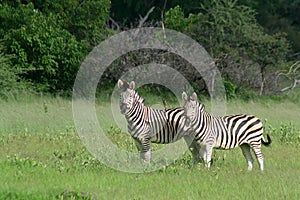 Zebra couple in the Okavango