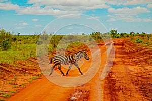 A zebra covered in red sand in Tsavo National Park crosses the road
