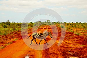 A zebra covered in red sand in Tsavo National Park in Kenya crosses the road