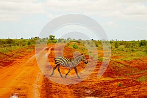 a zebra covered in red sand in Tsavo National Park in Kenya crosses the road..