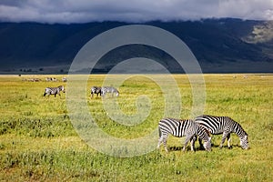 Zebra in the crater of Ngorongoro. Africa. Tanzania