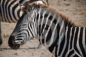 Zebra in crater Ngorongoro (Tanzania) photo