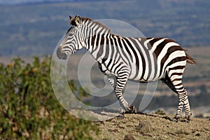 Zebra on crest