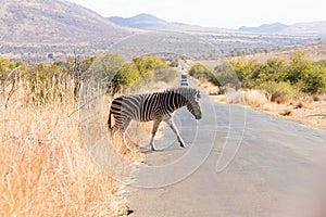 Zebra cross the road from South Africa, Pilanesberg National Par