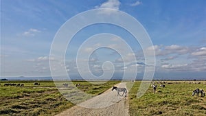 Zebra crosses the road. Herbivores graze in the savannah.