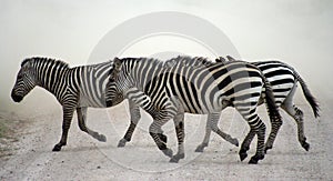 Zebra crossing