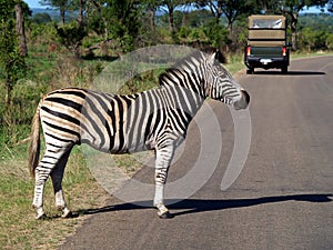 Zebra crossing