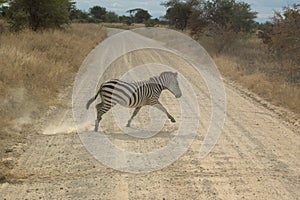 Zebra crossing