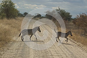 Zebra crossing