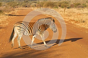 Zebra Crossing