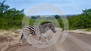 Zebra crossing a dirt road