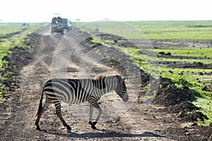 a zebra is crossing the dirt road by trucks on a safari