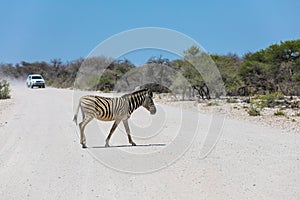 Zebra crossing the dusty road