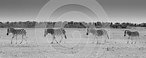 Zebra crossing, Etosha National Park, Namibia