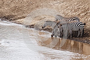 Zebra crossing Mara River in Kenya