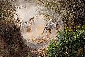 Zebra crossing Mara River in Kenya